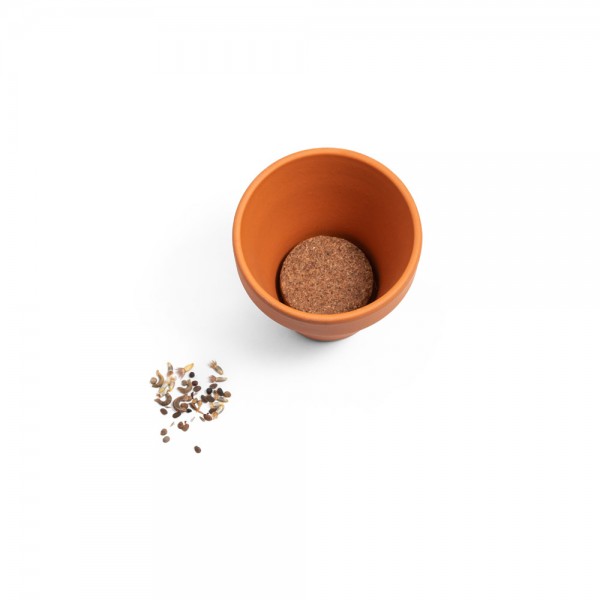 ANETHUM. Vaso in terracotta con semi di aneto