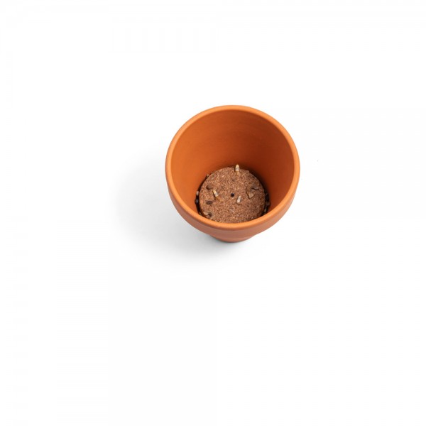 ANETHUM. Vaso in terracotta con semi di aneto