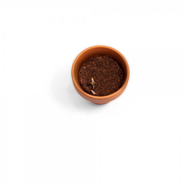 ANETHUM. Vaso in terracotta con semi di aneto